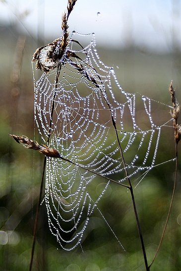 Die Langgewann Spinnennetz
