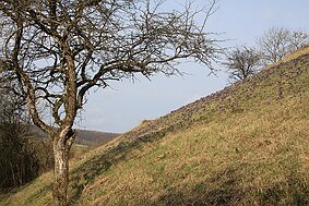 Küchenschelle bei Peppenkum null