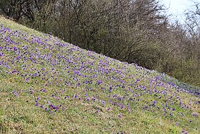 Küchenschelle bei Peppenkum null