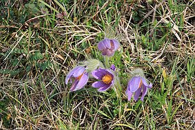 Küchenschelle bei Peppenkum null