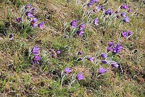 Küchenschelle bei Peppenkum null