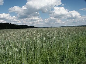 Frühling auf der Langgewann null