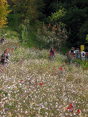 Trauttmansdorff null