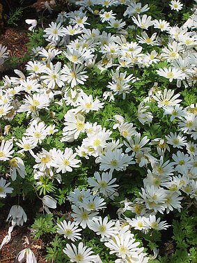 Trauttmansdorff null