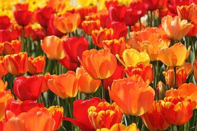 Trauttmansdorff null