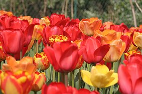 Trauttmansdorff null